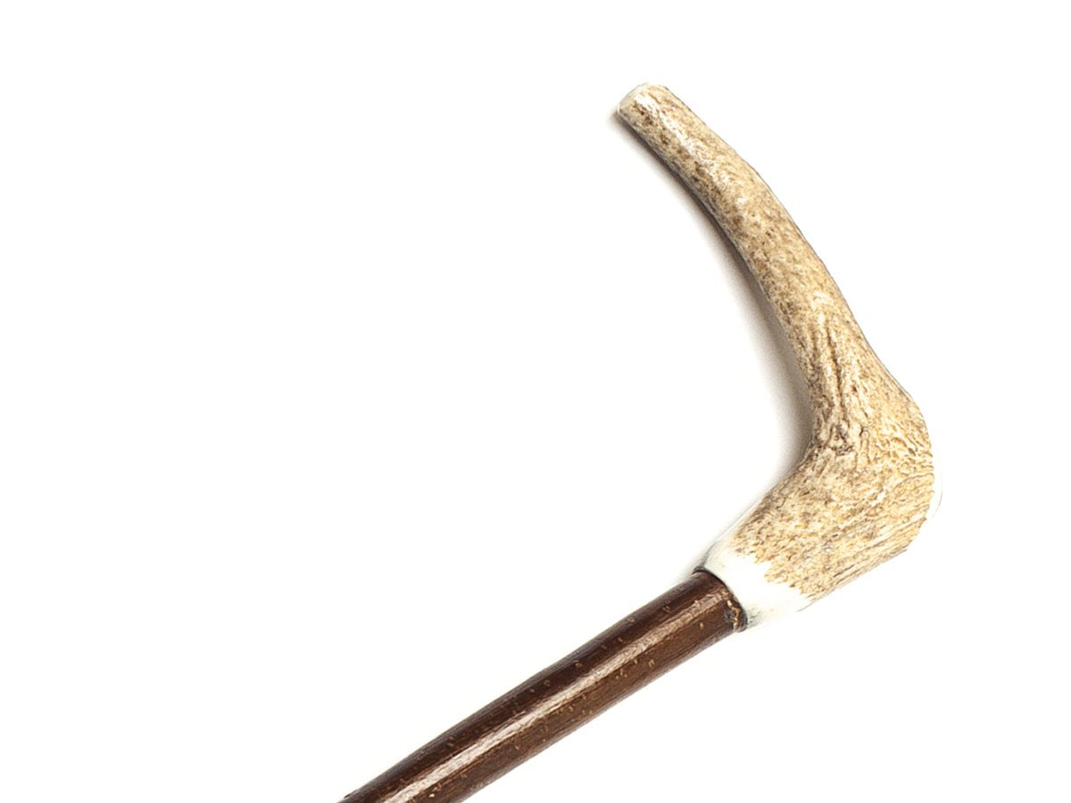 Close up of rounded stag horn handle on solid hazel walking cane