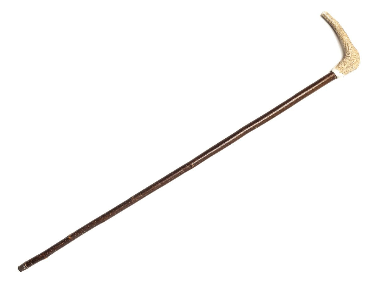 Full length view of Abbeyhorn walking cane with rounded stag horn handle on solid hazel