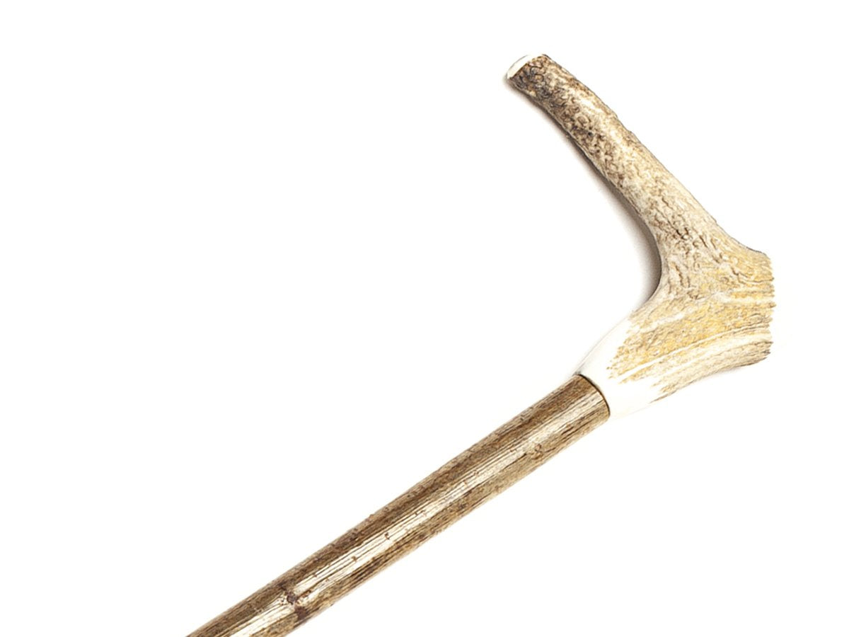 Close up of stag antler crown handle on solid hazel walking cane